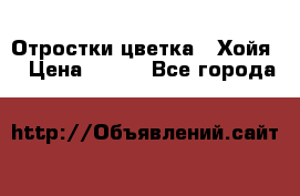 Отростки цветка  “Хойя“ › Цена ­ 300 - Все города  »    